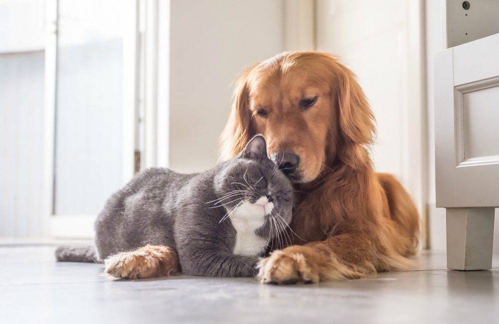 cat-and-dog-1000x650