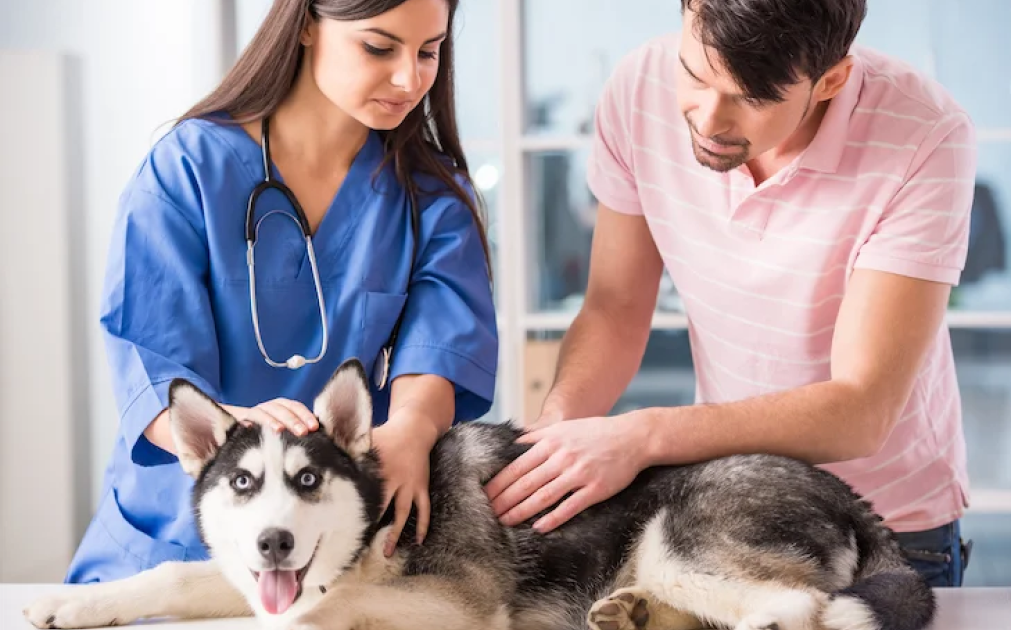 Vet looking at husky with owner