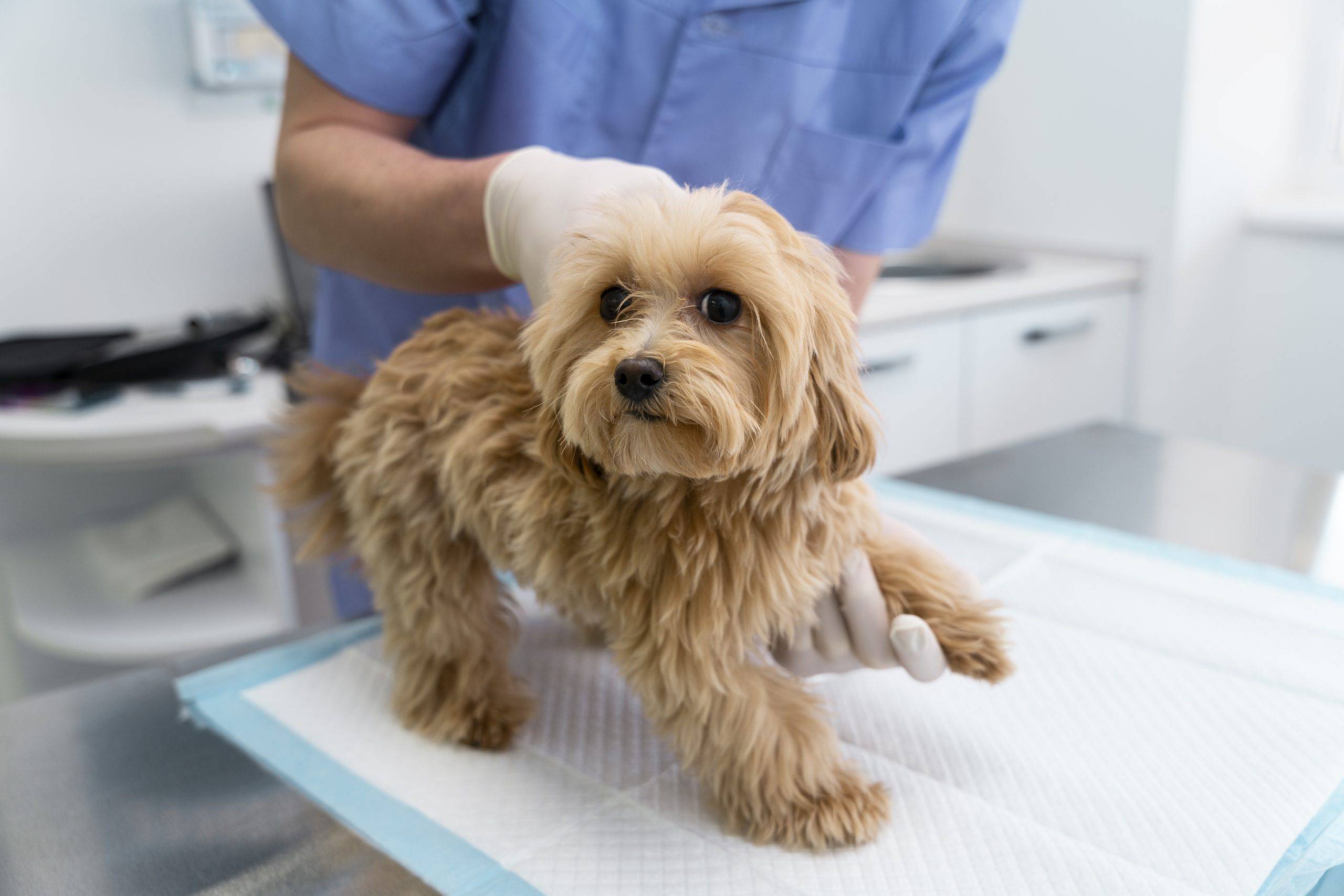 dog being examined