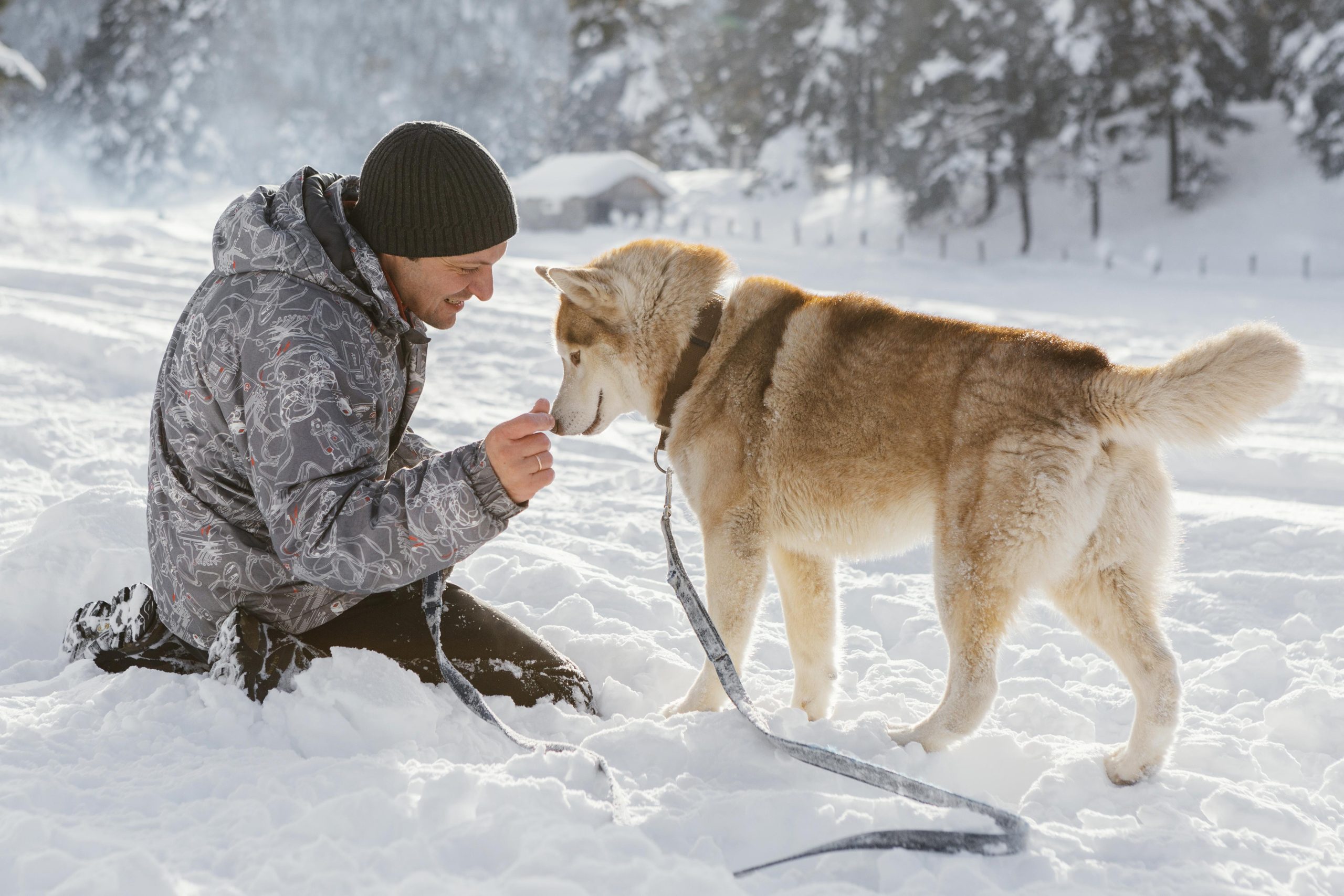 dog in cold weather