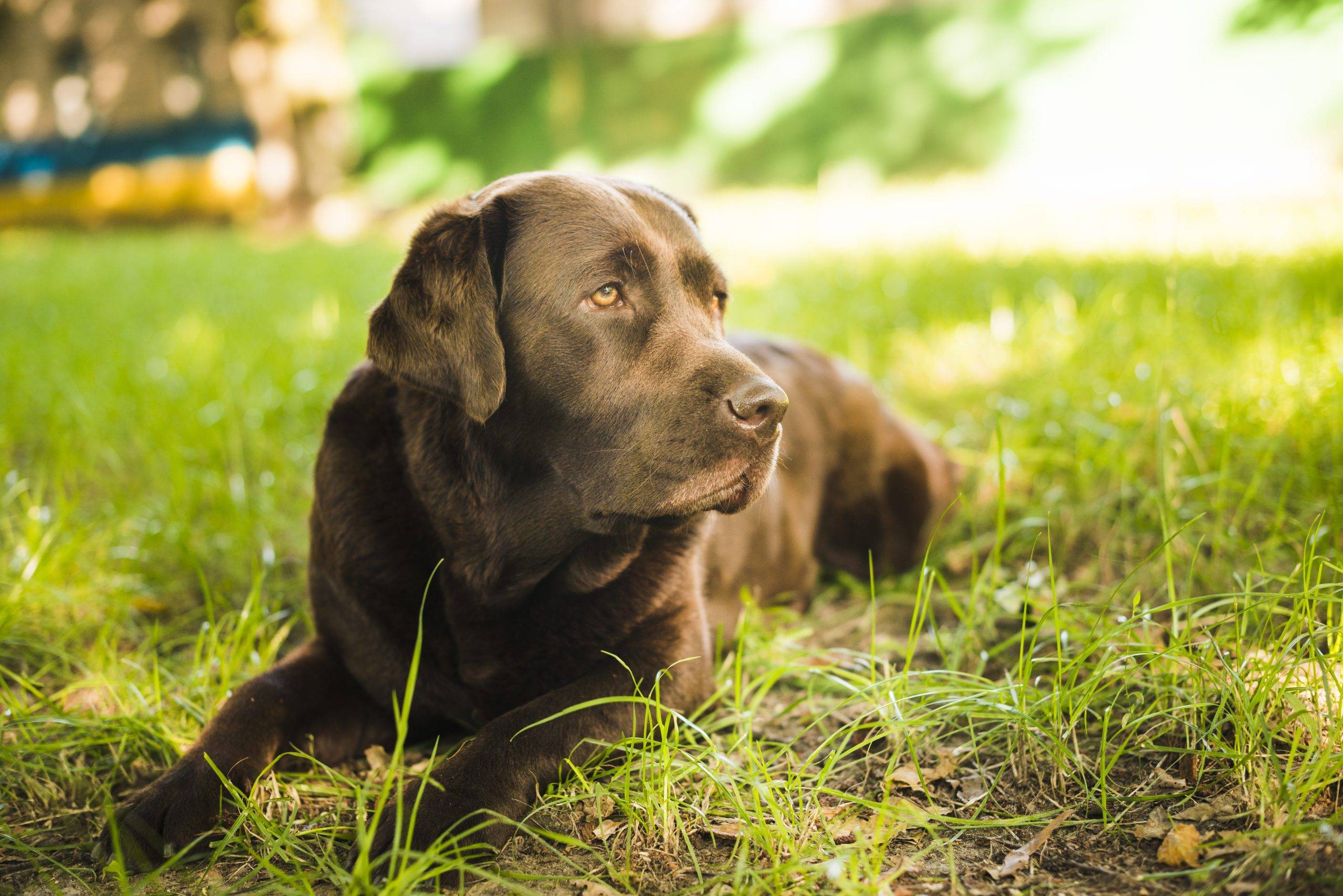 a senior dog