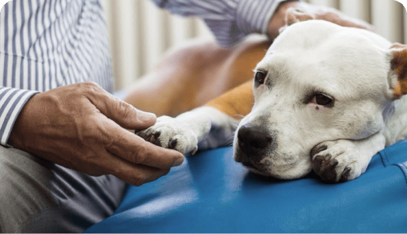 Old dog with owner