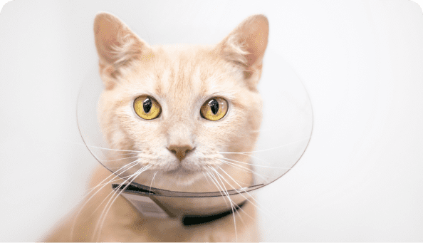 Cat in cone